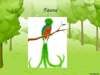 Fauna
 