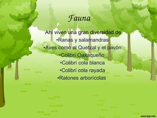Fauna
 Ahí viven una gran diversidad de
•Ranas y salamandras
•Aves como el Quetzal y el pavón
•Colibrí Oaxaqueño
•Colibrí cola blanca
•Colibrí cola rayada
•Ratones arborícolas
 