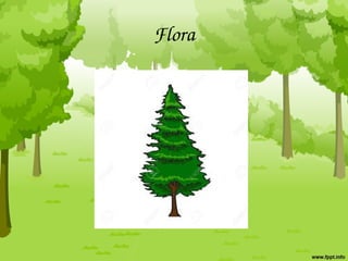 Flora
 