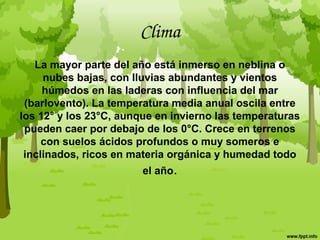 Clima
La mayor parte del año está inmerso en neblina o
nubes bajas, con lluvias abundantes y vientos
húmedos en las laderas con influencia del mar
(barlovento). La temperatura media anual oscila entre
los 12° y los 23°C, aunque en invierno las temperaturas
pueden caer por debajo de los 0°C. Crece en terrenos
con suelos ácidos profundos o muy someros e
inclinados, ricos en materia orgánica y humedad todo
el año.
 