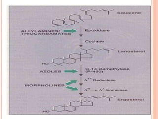 (-)Lanosterol demethylase (-)Ergosterol synthesis (-)The cell membrane (-)The cell membrane 
