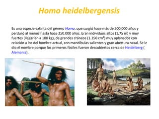 Homo heidelbergensis   Es una especie extinta del género  Homo , que surgió hace más de 500.000 años y perduró al menos hasta hace 250.000 años. Eran individuos altos (1,75 m) y muy fuertes (llegarían a 100 kg), de grandes cráneos (1.350 cm³) muy aplanados con relación a los del hombre actual, con mandíbulas salientes y gran abertura nasal. Se le dio el nombre porque los primeros fósiles fueron descubiertos cerca de  Heidelberg  ( Alemania ). 