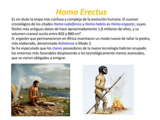Homo Erectus Es sin duda la etapa más confusa y compleja de la evolución humana. El sucesor cronológico de los citados  Homo rudolfensis  y  Homo habilis  es  Homo ergaster , cuyos fósiles más antiguos datan de hace aproximadamente 1,8 millones de años, y su volumen craneal oscila entre 850 y 880 cm³. H. ergaster  que permanecieron en África inventaron un modo nuevo de tallar la piedra, más elaborado, denominado  Achelense  o Modo 2. Se ha especulado que los  clanes  poseedores de la nueva tecnología habrían ocupado los entornos más favorables desplazando a los tecnológicamente menos avanzados, que se vieron obligados a emigrar. 