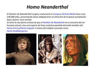 Homo Neanderthal El Hombre de Neanderthal surgió y evolucionó en  Europa  y  Oriente Medio  hace unos 230.000 años, presentando claras adaptaciones al clima frío de la época (complexión baja y fuerte, nariz ancha). Se tiene la casi plena certeza de que el  Hombre de Neandertal  no es ancestro del ser humano actual, sino una especie de línea evolutiva paralela derivada también del  Homo Erectus / Homo ergaster  a través del eslabón conocido como  Homo heidelbergensis . 