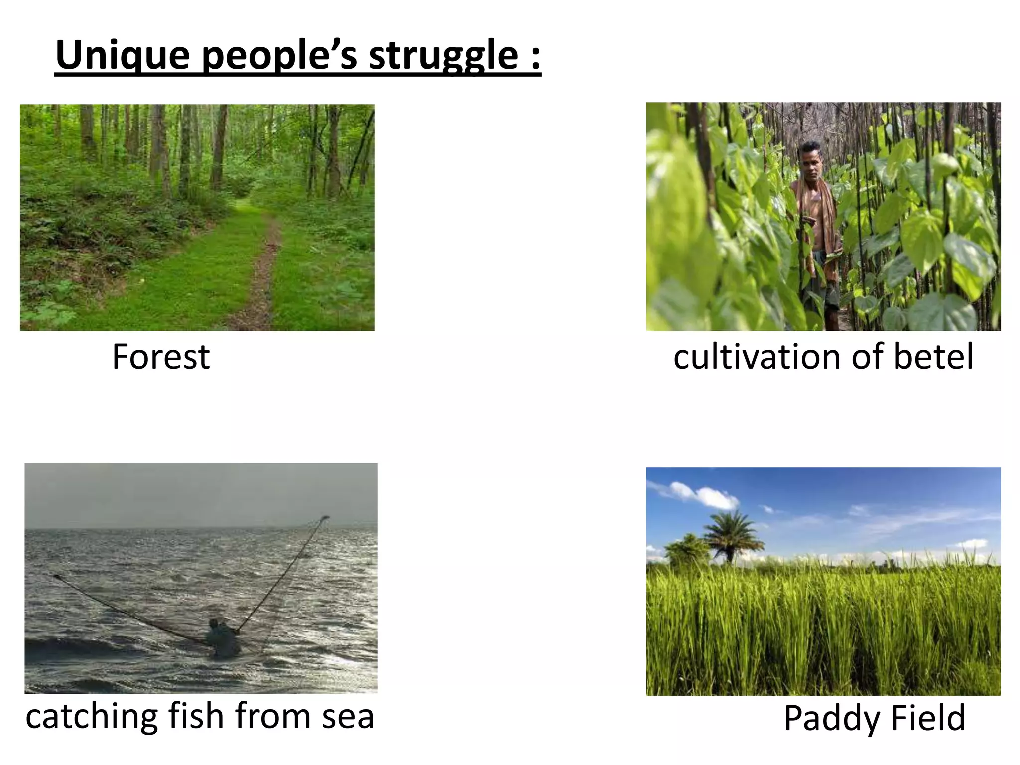Unique people’s struggle :
catching fish from sea
cultivation of betelForest
Paddy Field
 