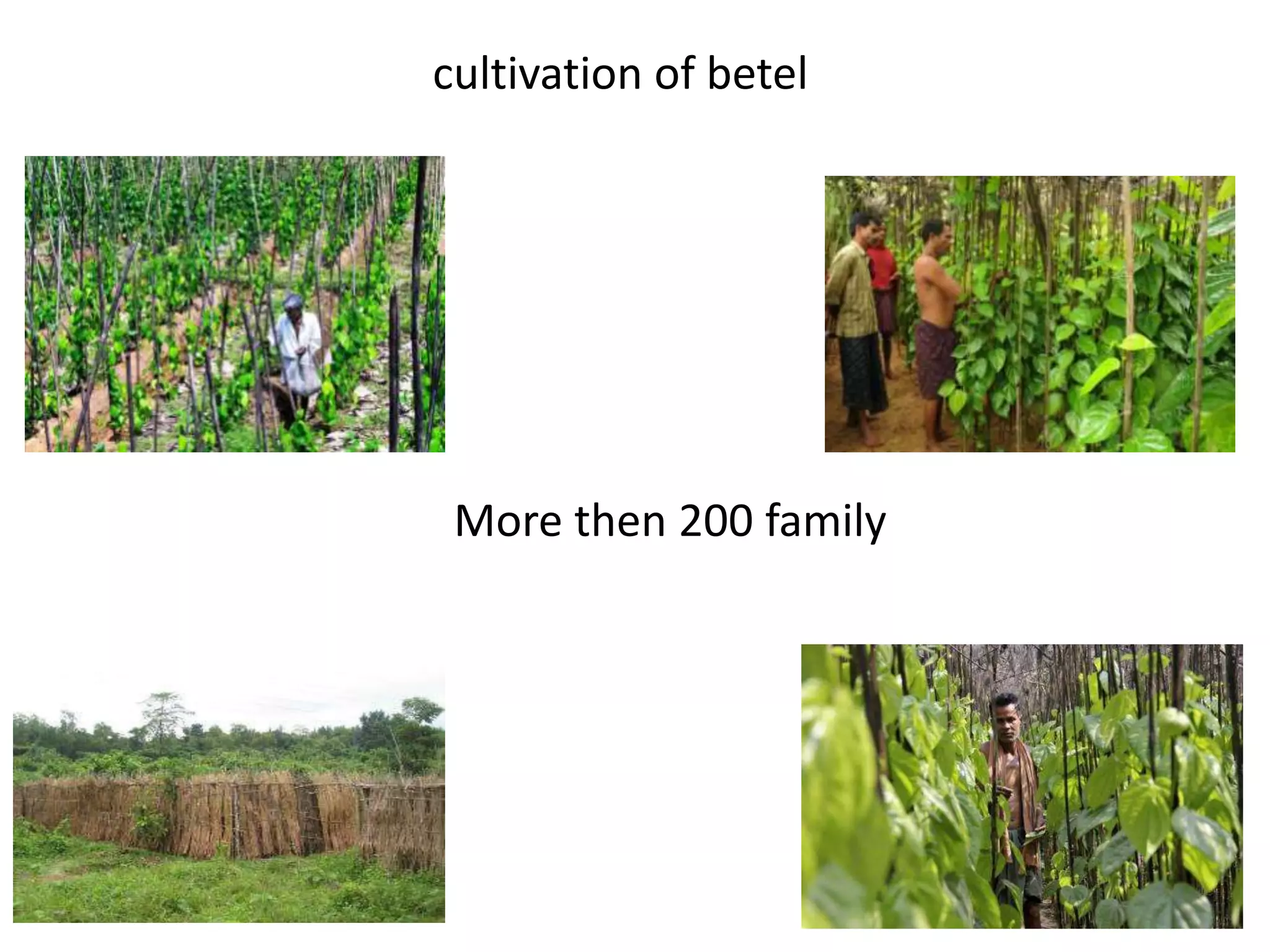 cultivation of betel
More then 200 family
 