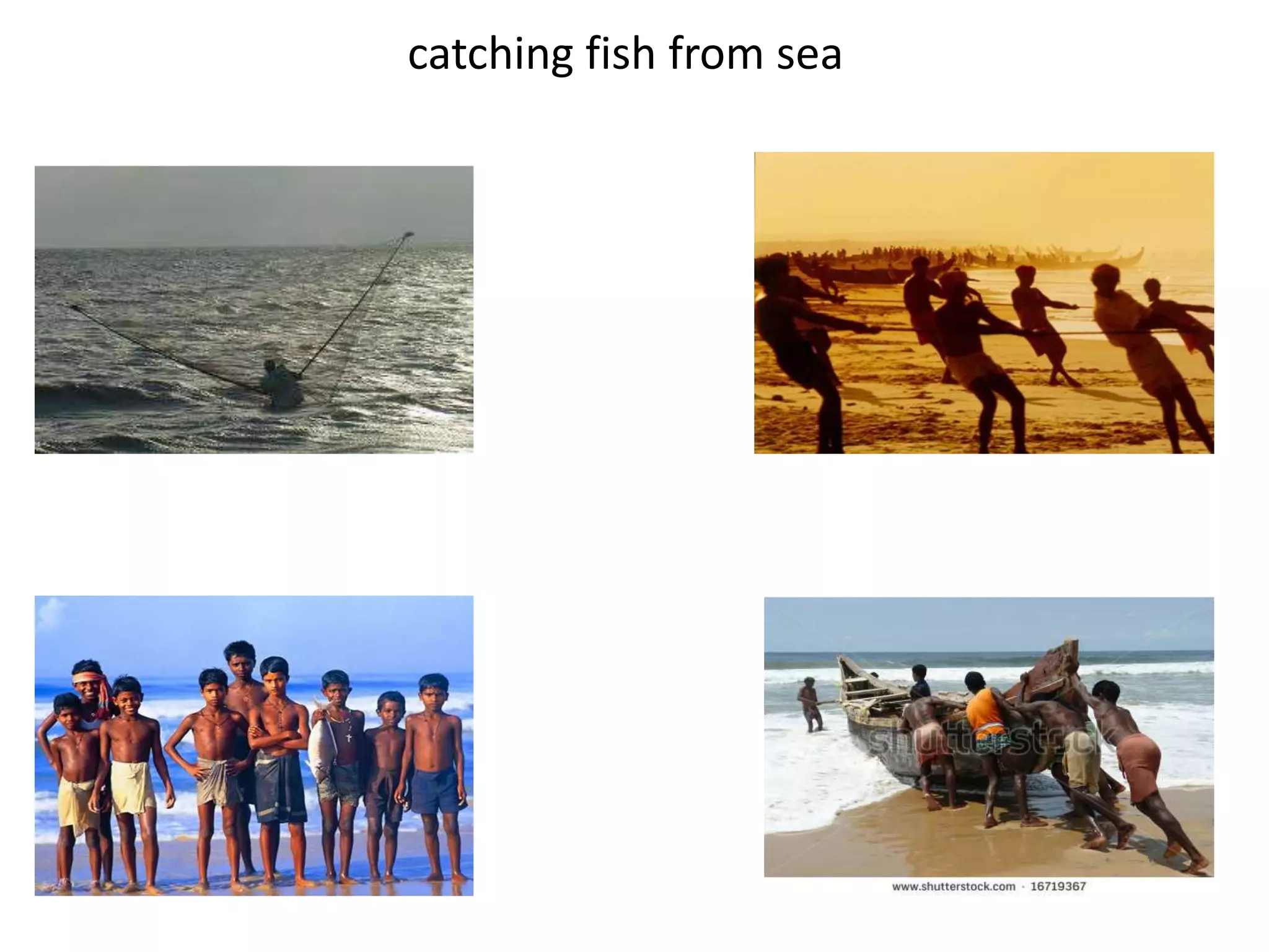 catching fish from sea
 