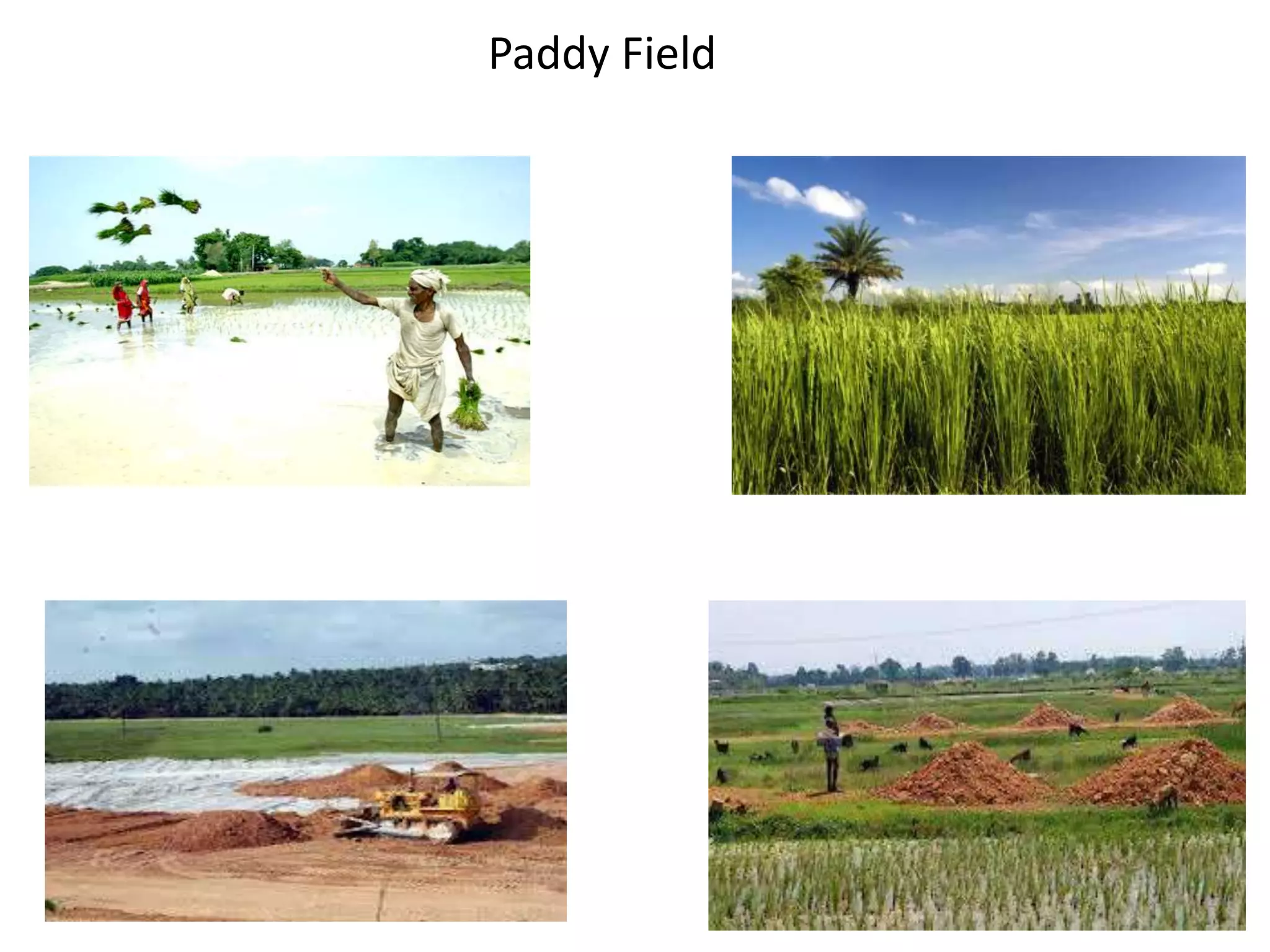 Paddy Field
 
