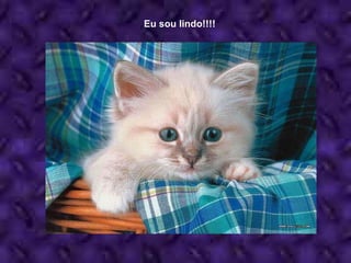 Eu sou lindo!!!! 