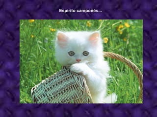 Espírito camponês... 