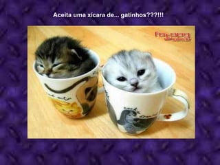 Aceita uma xícara de... gatinhos???!!! 