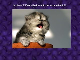 Já disse!!!! Esses flashs estão me incomodando!!! 