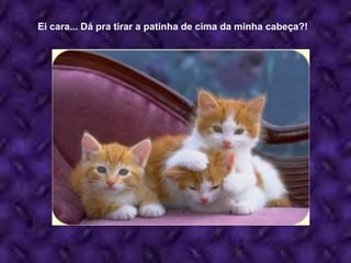 Ei cara... Dá pra tirar a patinha de cima da minha cabeça?! 