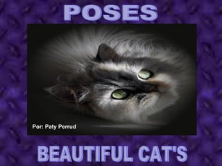 POSES BEAUTIFUL CAT'S Por: Paty Perrud 