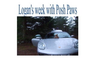 Logan's week with Posh Paws 