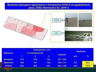 Влияние препарата адаптагена и технологии НТОЗ-2 на урожайность
риса, (ТОО «Каптагай и К», 2010 г)
Варианты
Урожайность, ц/га
Прибавка
по повторностям
средняя
1 2 3 ц/га %
Контроль 11,0 10,5 8,9 10,1 0,63 - -
Адаптоген 18,6 15,1 15,5 16,4 1,11 6,3 62,4
НТОЗ-2 24,5 26,9 22,1 24,5 1,39 14,4 124,6
 