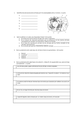 1. Identifica les estructures de la cèl·lula que hi ha assenyalades amb un número. (1 punt)
1. _______________________
2. _______________________
3. _______________________
4. _______________________
5. _______________________
6. _______________________
2. Què es defineix en cada una d’aquestes frases? (0,5 punts)
a. És el tipus de nutrició de les cèl·lules del nostre organisme ____________________
b. És el conjunt de reaccions químiques que es produeixen en les nostres cèl·lules
necessàries per mantenir-ne l’estructura i obtenir-ne energia ___________________
c. És el tipus de reproducció cel·lular de les cèl·lules del cos humà, excepte en les
cèl·lules reproductores __________________
d. És el procés pel qual les mitocòndries obtenen energia ______________________
3. Escriu juntament amb cada tipus de cèl·lula el teixit al qual pertany: (0,5 punts)
a. Fibròcit ________________
b. Condròcit ______________
c. Adipòcit ________________
d. Osteòcit ________________
4. Escriu juntament amb cada frase si és certa (C) o falsa (F). En aquest últim cas, escriu la frase
correctament: (1 punt)
Les cèl·lules poden captar estímuls de fora la cèl·lula i emetre respostes
La funció de relació és desenvolupada pel sistema ossi, l’aparell circulatori i el sistema mus-
cular.
Un sistema està format per diversos tipus de teixits que s’associen per realitzar una acció con-
creta.
El cor és un òrgan format per diversos tipus de teixit.
L’aparell digestiu està compost per un mateix tipus de teixit, el muscular
 