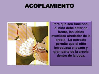 ACOPLAMIENTO
Para que sea funcional,
el niño debe estar de
frente, los labios
evertidos alrededor de la
areola. Lo correcto
permite que el niño
introduzca el pezón y
gran parte de la areola
dentro de la boca.
 