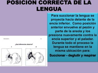POSICION CORRECTA DE LA
LENGUA
Para succionar la lengua se
proyecta hacia delante de la
encía inferior. Como posición
anterior envuelve al pezón y
parte de la areola y los
presiona nuevamente contra la
encía superior y el paladar.
Durante todo el proceso la
lengua se mantiene en la
misma ubicación para:
Succionar - deglutir y respirar
 