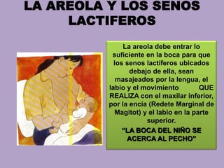 LA AREOLA Y LOS SENOS
LACTIFEROS
La areola debe entrar lo
suficiente en la boca para que
los senos lactíferos ubicados
debajo de ella, sean
masajeados por la lengua, el
labio y el movimiento QUE
REALIZA con el maxilar inferior,
por la encía (Redete Marginal de
Magitot) y el labio en la parte
superior.
“LA BOCA DEL NIÑO SE
ACERCA AL PECHO”
 