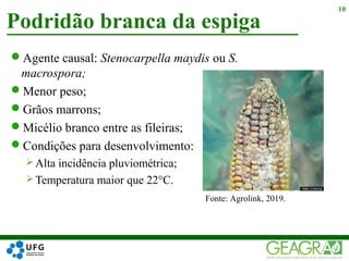 Agente causal: Stenocarpella maydis ou S.
macrospora;
Menor peso;
Grãos marrons;
Micélio branco entre as fileiras;
Condições para desenvolvimento:
 Alta incidência pluviométrica;
 Temperatura maior que 22°C.
Podridão branca da espiga
10
Fonte: Agrolink, 2019.
 