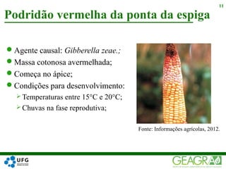 Agente causal: Gibberella zeae.;
Massa cotonosa avermelhada;
Começa no ápice;
Condições para desenvolvimento:
 Temperaturas entre 15°C e 20°C;
 Chuvas na fase reprodutiva;
Podridão vermelha da ponta da espiga
11
Fonte: Informações agrícolas, 2012.
 