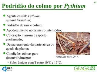 Agente causal: Pythium
aphanidermatum;
Podridão de raiz e colmo;
Apodrecimento no primeiro internódio;
Coloração marrom e aspecto
encharcado;
Depauteramento da parte aérea ou
queda da planta;
Condições ótimas para
desenvolvimento:
 Solos úmidos com T entre 10°C e 15°C.
Podridão do colmo por Pythium
12
Fonte: Zea mays, 2019.
 