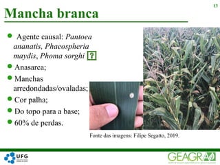  Agente causal: Pantoea
ananatis, Phaeospheria
maydis, Phoma sorghi
Anasarca;
Manchas
arredondadas/ovaladas;
Cor palha;
Do topo para a base;
60% de perdas.
Mancha branca
13
Fonte das imagens: Filipe Segatto, 2019.
 