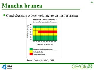 Mancha branca
14
Fonte: Fundação ABC, 2011.
Condições para o desenvolvimento da manha branca:
 