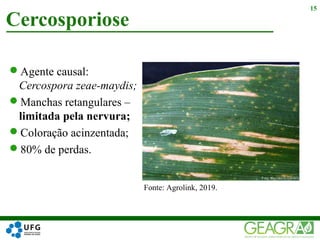 Agente causal:
Cercospora zeae-maydis;
Manchas retangulares –
limitada pela nervura;
Coloração acinzentada;
80% de perdas.
Cercosporiose
15
Fonte: Agrolink, 2019.
 