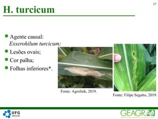 Agente causal:
Exserohilum turcicum;
Lesões ovais;
Cor palha;
Folhas inferiores*.
H. turcicum
17
Fonte: Agrolink, 2019.
Fonte: Filipe Segatto, 2019.
 