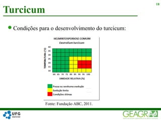 Turcicum
18
Condições para o desenvolvimento do turcicum:
Fonte: Fundação ABC, 2011.
 