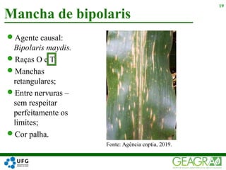 Agente causal:
Bipolaris maydis.
Raças O e T;
Manchas
retangulares;
Entre nervuras –
sem respeitar
perfeitamente os
limites;
Cor palha.
Mancha de bipolaris
19
Fonte: Agência cnptia, 2019.
 