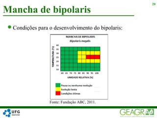 Mancha de bipolaris
20
Condições para o desenvolvimento do bipolaris:
Fonte: Fundação ABC, 2011.
 
