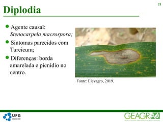 Agente causal:
Stenocarpela macrospora;
Sintomas parecidos com
Turcicum;
Diferenças: borda
amarelada e picnídio no
centro.
Diplodia
21
Fonte: Elevagro, 2019.
 