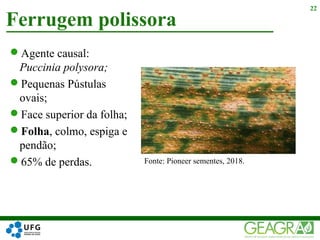 Agente causal:
Puccinia polysora;
Pequenas Pústulas
ovais;
Face superior da folha;
Folha, colmo, espiga e
pendão;
65% de perdas.
Ferrugem polissora
22
Fonte: Pioneer sementes, 2018.
 