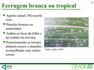 Agente causal: Physopella
zeae;
Pústulas brancas ou
amareladas;
Ambas as faces da folha e
no sentido da nervura;
Posteriormente se tornam
púrpura-escuro e manchas
avermelhadas com centro
creme.
Ferrugem branca ou tropical
24
Fonte: cnptia, 2019.
 