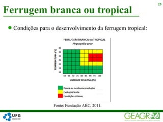 Ferrugem branca ou tropical
25
Fonte: Fundação ABC, 2011.
Condições para o desenvolvimento da ferrugem tropical:
 