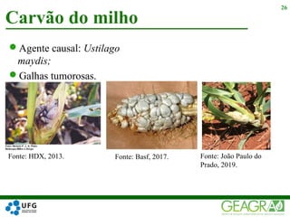 Agente causal: Ustilago
maydis;
Galhas tumorosas.
Carvão do milho
26
Fonte: HDX, 2013. Fonte: Basf, 2017. Fonte: João Paulo do
Prado, 2019.
 