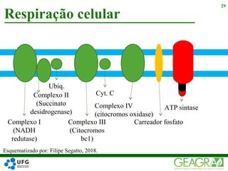 Complexo II
(Succinato
desidrogenase)
Respiração celular
29
Complexo I
(NADH
redutase)
Ubiq.
Complexo III
(Citocromos
bc1)
Cyt. C
Complexo IV
(citocromos oxidase)
Carreador fosfato
ATP sintase
Esquematizado por: Filipe Segatto, 2018.
 