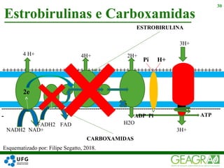 ---------------------------------------------------------------------------------------------------------
-
++++++++++++++++++++++++++++++++++++++++++++++++++++++++++++++
Estrobirulinas e Carboxamidas
30
NADH2 NAD+
FADH2 FAD
2e 2e
4 H+ 4H+ 2H+
O2
Pi H+
H2O
ADP Pi
3H+
3H+
ATP
ESTROBIRULINA
CARBOXAMIDAS
Esquematizado por: Filipe Segatto, 2018.
 