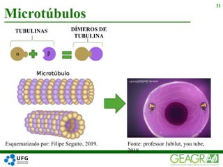 Microtúbulos
31
β
TUBULINAS
α
DÍMEROS DE
TUBULINA
Esquematizado por: Filipe Segatto, 2019. Fonte: professor Jubilut, you tube,
2018.
 