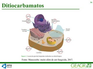 Ditiocarbamatos
34
Fonte: Mancozebe: muito além de um fungicida, 2017.
 