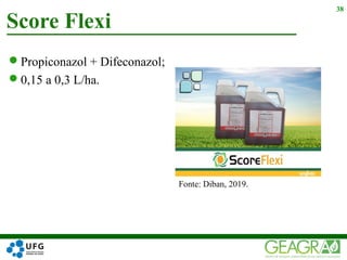 Propiconazol + Difeconazol;
0,15 a 0,3 L/ha.
Score Flexi
38
Fonte: Diban, 2019.
 