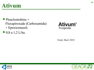 Piraclostrobina +
Fluxapiroxade (Carboxamida)
+ Epoxiconazol;
0,8 a 1,2 L/ha.
Ativum
43
Fonte: Basf, 2019.
 