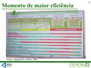 Momento de maior eficiência
47
Fonte: Adaptado de USDA, 2005.
 
