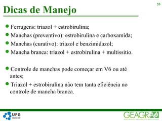 Ferrugens: triazol + estrobirulina;
Manchas (preventivo): estrobirulina e carboxamida;
Manchas (curativo): triazol e benzimidazol;
Mancha branca: triazol + estrobirulina + multissitio.
Controle de manchas pode começar em V6 ou até
antes;
Triazol + estrobirulina não tem tanta eficiência no
controle de mancha branca.
Dicas de Manejo
53
 