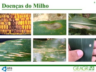 Doenças do Milho
8
 