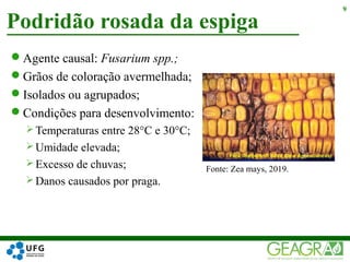 Agente causal: Fusarium spp.;
Grãos de coloração avermelhada;
Isolados ou agrupados;
Condições para desenvolvimento:
 Temperaturas entre 28°C e 30°C;
 Umidade elevada;
 Excesso de chuvas;
 Danos causados por praga.
Podridão rosada da espiga
9
Fonte: Zea mays, 2019.
 