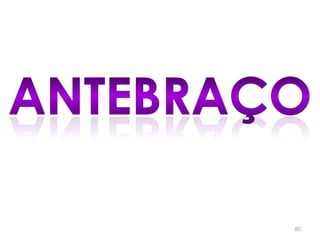 antebraço80